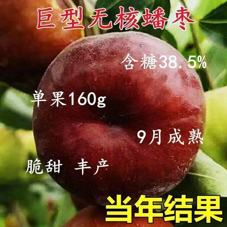 蟠枣树苗特大香甜无核南方北方新品种植盆栽地栽阳台庭院当年结果