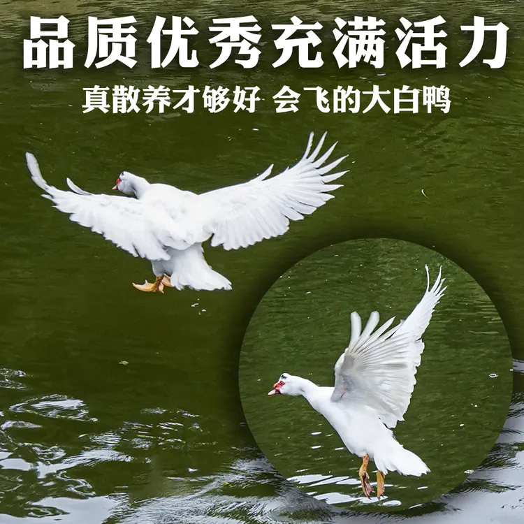 【郑鸭吖】永春白鸭生态散养头雁同学永春农场现杀发货/送汤包