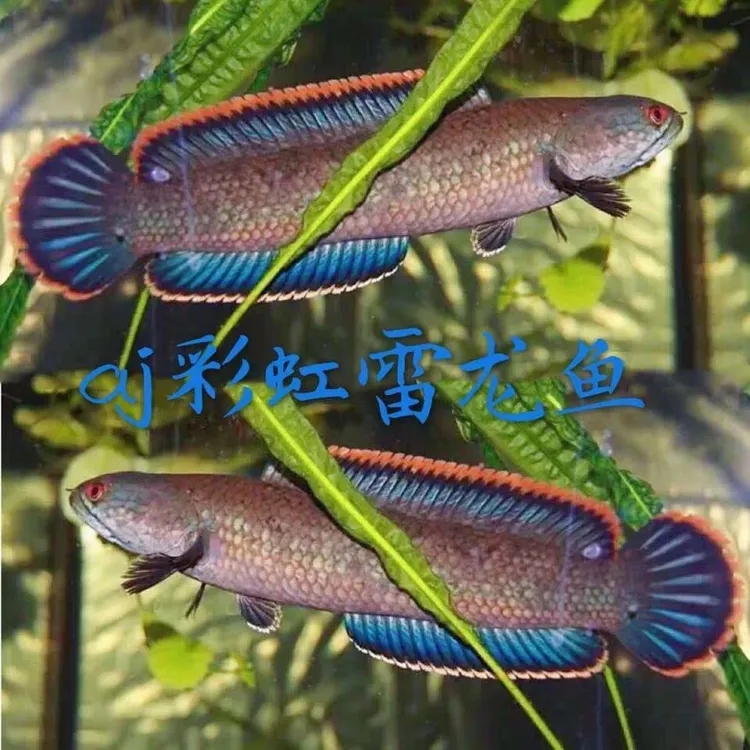 雷龙鱼观赏鱼冷水鱼黄金眼镜蛇雷龙鱼凶猛七彩雷龙淡水彩虹雷龙鱼