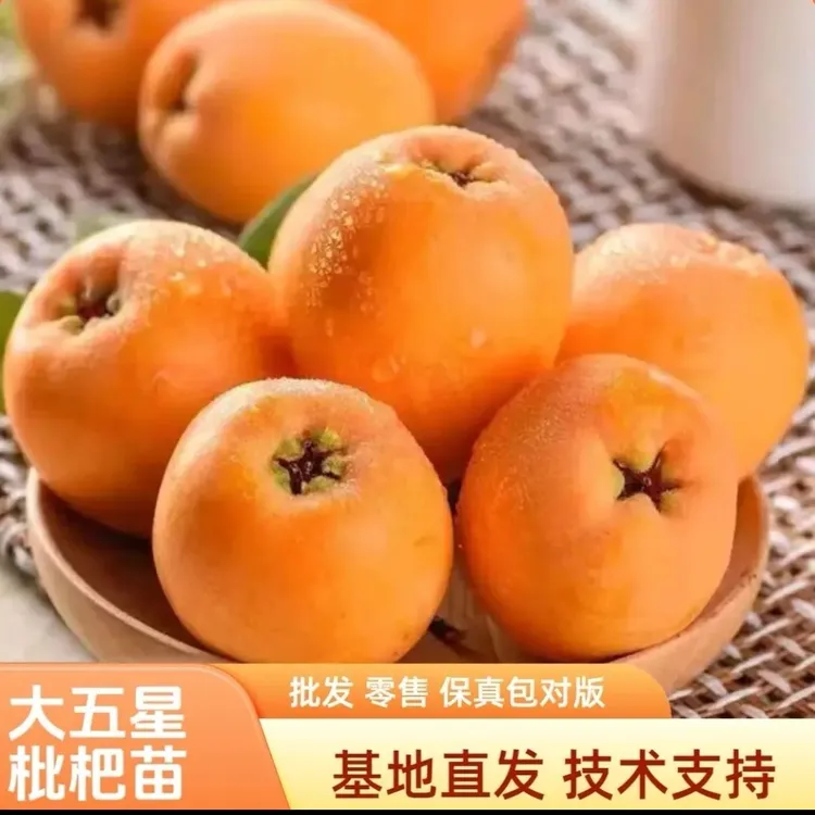 龙泉大五星枇杷嫁接果树苗庭院种植盆栽地载裸根苗