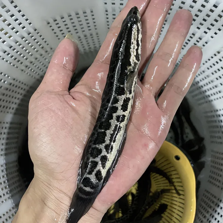 黑鱼苗生鱼苗财鱼苗乌鱼苗5-13公分乌鳢鱼苗