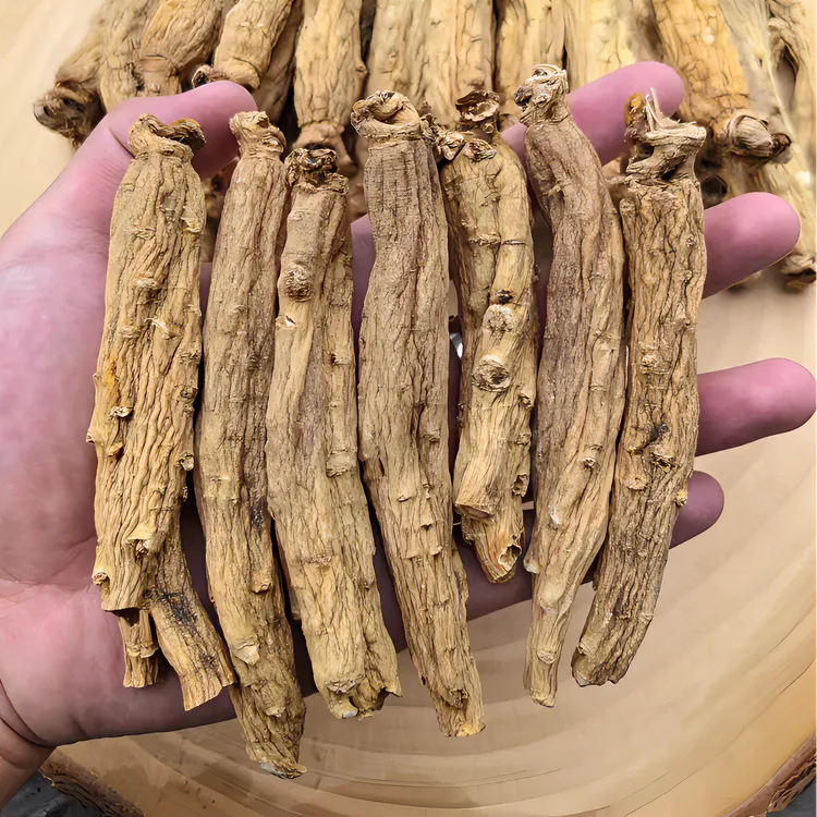 正宗原枝东洋参 大力参 手工切片 6年高丽籽品种 黄金皮红肉 
