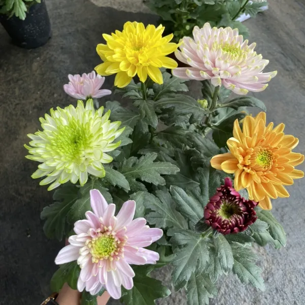 混色安娜-。盆栽四季开带花苞发阳台庭院好养绿植观花