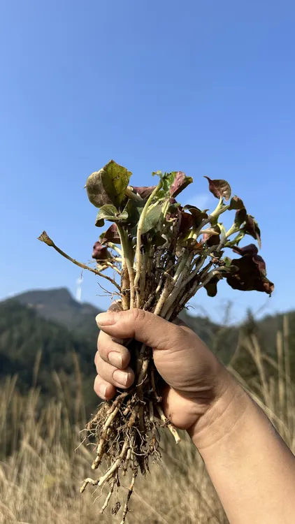 重庆武隆高山野生折耳根（不胖很香）鱼腥草农村现挖带泥不水洗