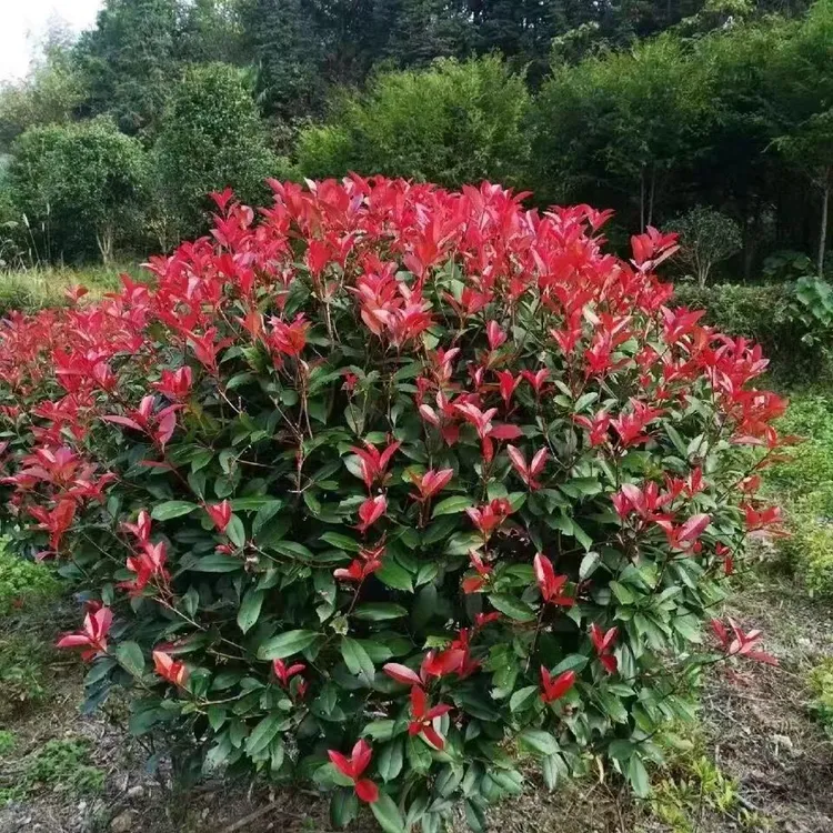 红叶石楠树苗绿化石楠苗木四季常绿植物苗篱笆绿化花灌木庭院花园