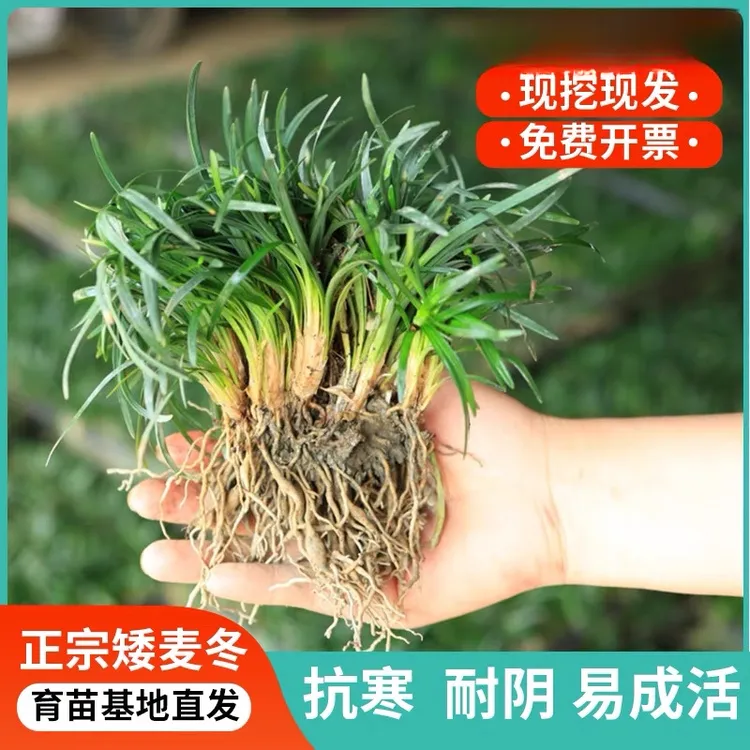 矮麦冬草玉龙草庭院中叶麦冬草耐寒耐旱四季常青园林绿化细叶麦冬