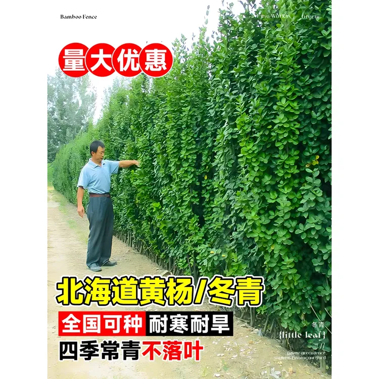 大叶北海道黄杨苗冬青树苗庭院篱笆养护四季常青耐寒别墅室外专用