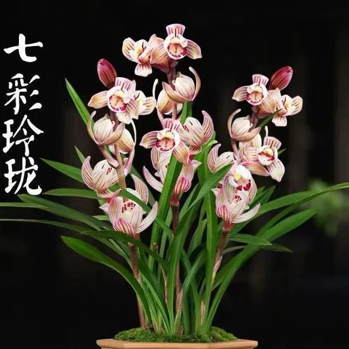 超香的兰花 七彩玲珑 带花苞高端盆栽鲜花 四季开 花兰花苗 