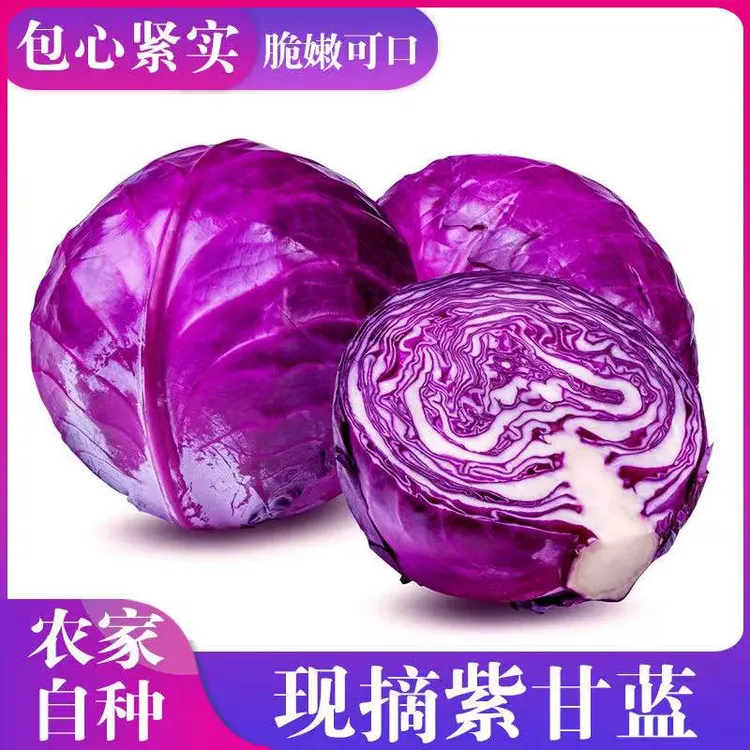 新鲜紫甘蓝蔬菜沙拉菜现采现发5斤（包邮）