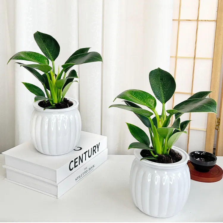 【买一送一】金钻绿公主蔓绿绒好养观叶绿植物室内桌面美观20-30cm