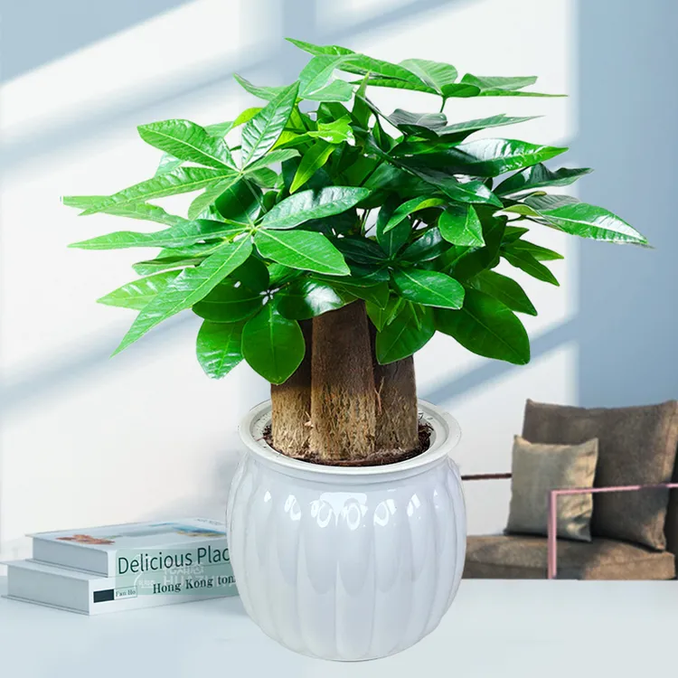 【三杆发财树】室内好养护桌面绿色光照花卉鲜活绿植物观叶耐旱客厅