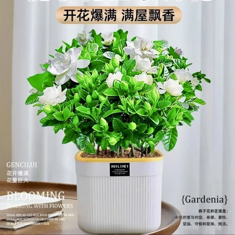 浓香型栀子花水培盆栽花卉植物室内带花苞阳台绿植四季好养