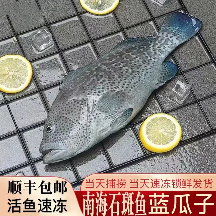 1.7斤-1.9斤/条 深海蓝瓜子石斑鱼 鲜活速冻锁鲜 顺丰发货