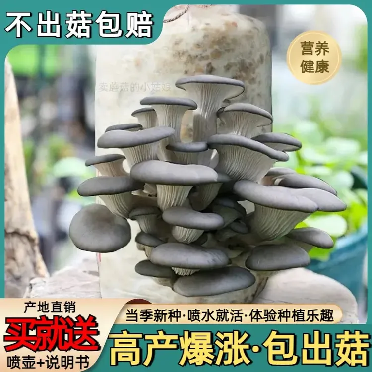【夏凡凡蘑菇基地】蘑菇种植包家种蘑菇灰平菇菌包新盆栽食用菌蔬菜