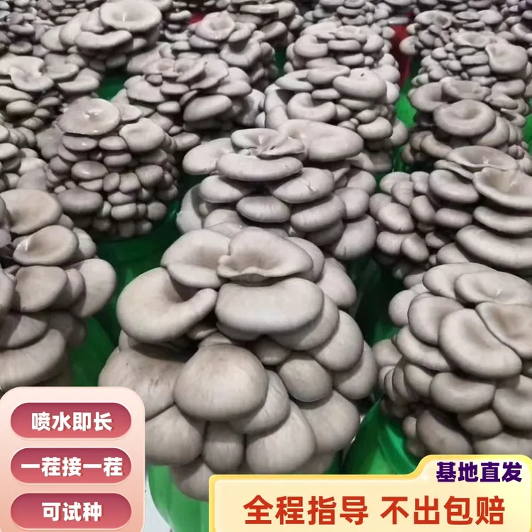 【免费试种】蘑菇种植包蘑菇种子菌种蘑菇菌包食用菌平菇菌种蘑菇