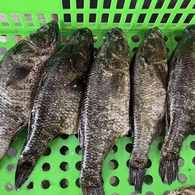 东北老头鱼 鲜活速冻发货