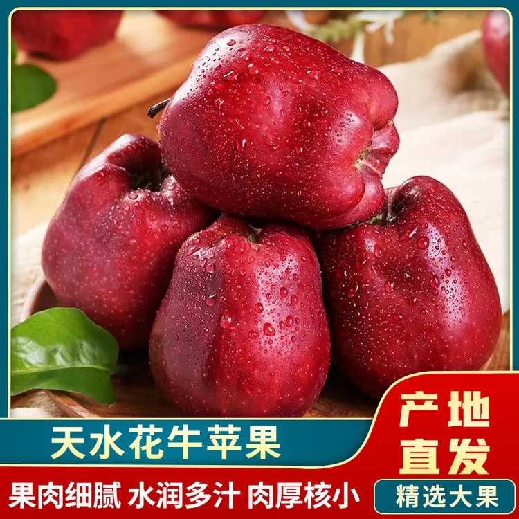 【冒冒粮】甘肃高山花牛苹果果园直发蛇果摘粉面香甜脆粉两吃
