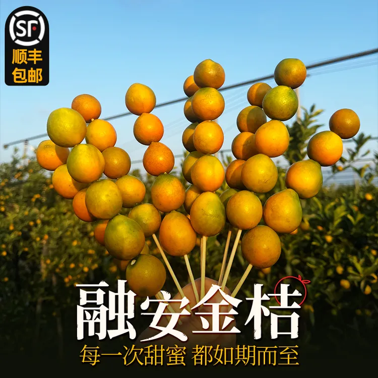 【第二代】几里田正宗广西融安金桔糖心脆甜应季水果新鲜采摘营养tz
