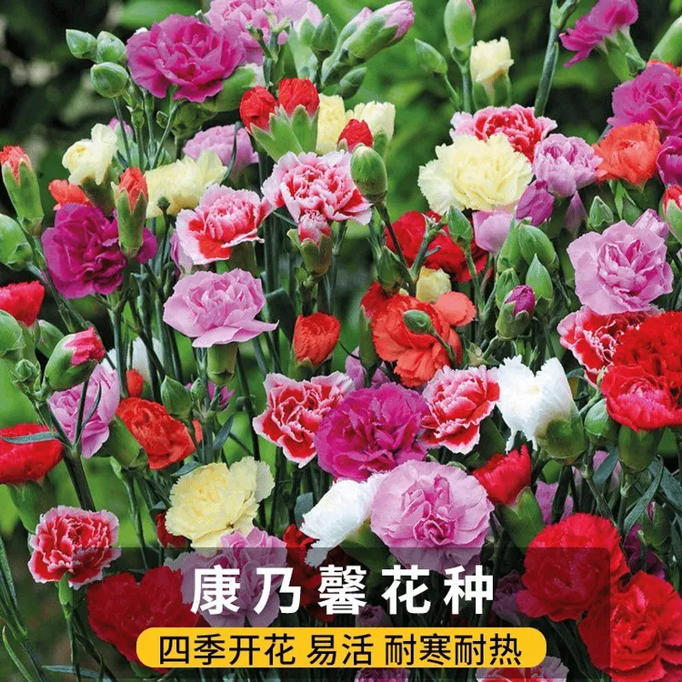 重瓣康乃馨种子四季开花盆栽耐寒易活绿植花卉种籽花园播种