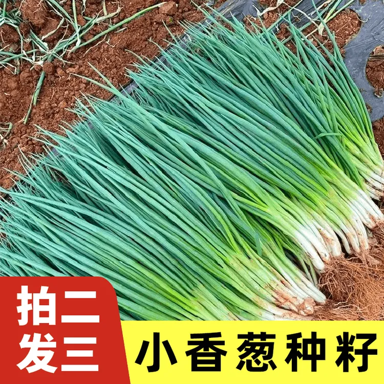 四季小香葱种子四季易种小香葱阳台室内盆栽家庭菜种子
