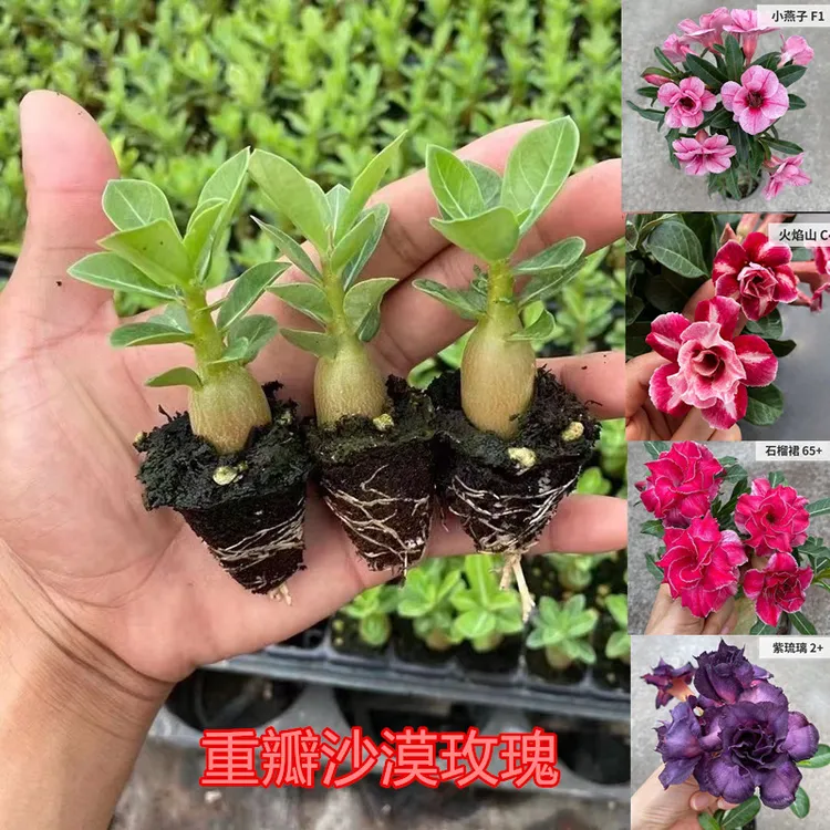 重瓣沙漠玫瑰苗一年花苗观花植物四季开花室内绿植花卉盆栽好养活