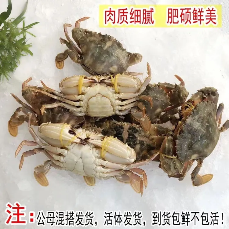 小船当天捕捞花盖蟹石头蟹鲜活发货保险不包活顺丰冷链