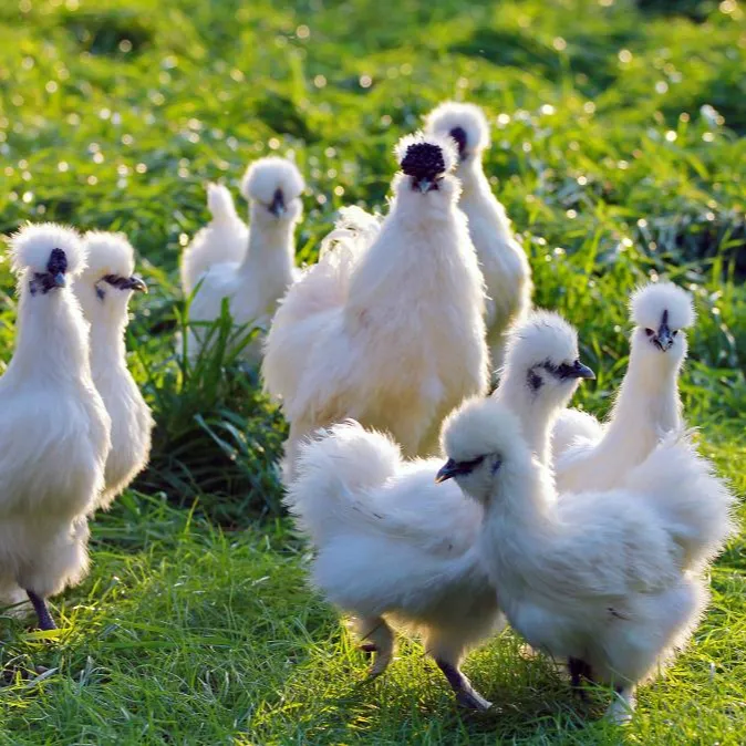銮御生态农场纯粮喂养跑山泰和乌鸡现抓现杀急冻锁鲜顺丰包邮到家