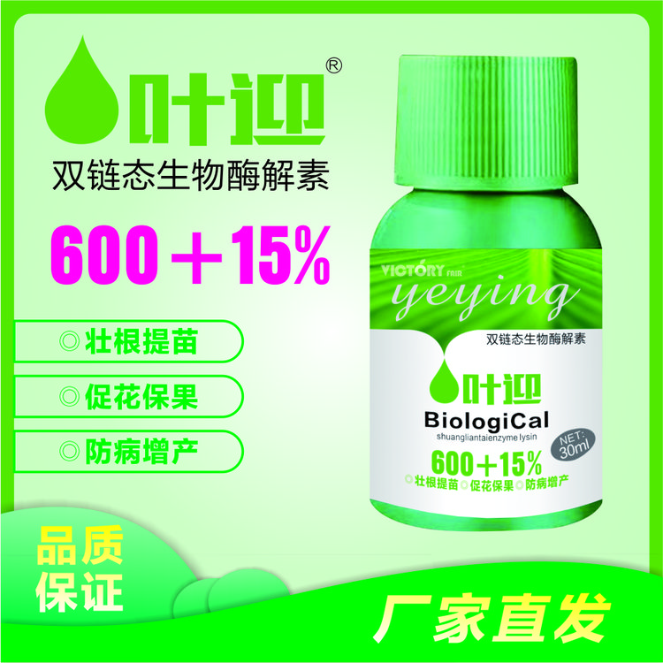  VICTORY FAIR叶迎促匍匐茎草莓生物酶解素生根提苗补素状棵增产