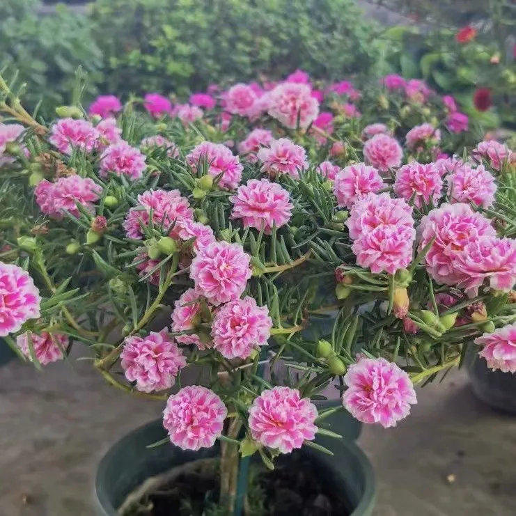 宿根重瓣太阳花多色枝条 多季开花