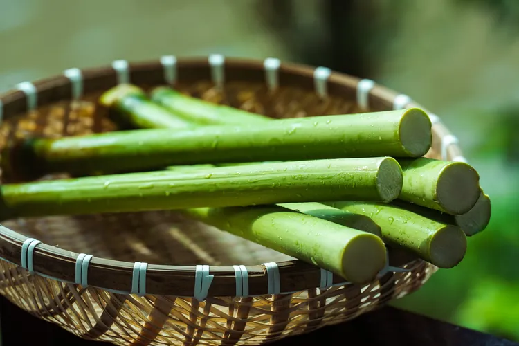 崇明岛糖心甜芦粟甜杆子鲜果小甘蔗多汁中段食用甜度青皮黄金绿皮