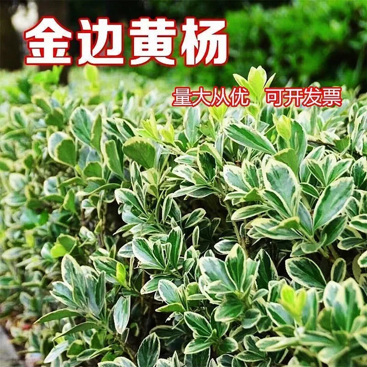 金边黄杨苗黄杨苗庭院绿化四季常青树苗篱笆金边黄杨