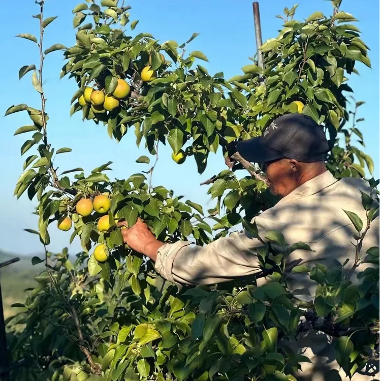 正宗鞍山红南果梨新鲜水果东北特产东北儿时记忆中的味道大果