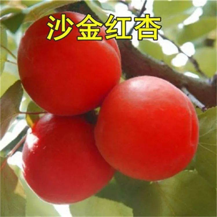 正宗嫁接杏树苗沙金红杏子大黄杏当年结果春秋新品南方北方地栽