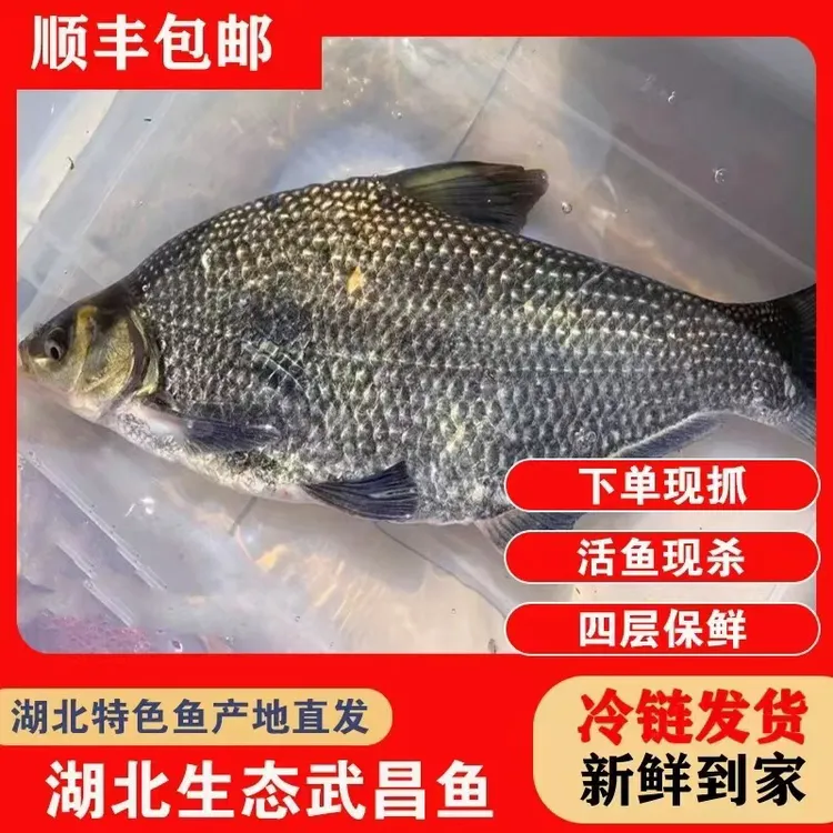 顺丰湖北原生态超大武昌鱼新鲜鳊鱼淡水活鱼现杀冷冻商用保鲜发货