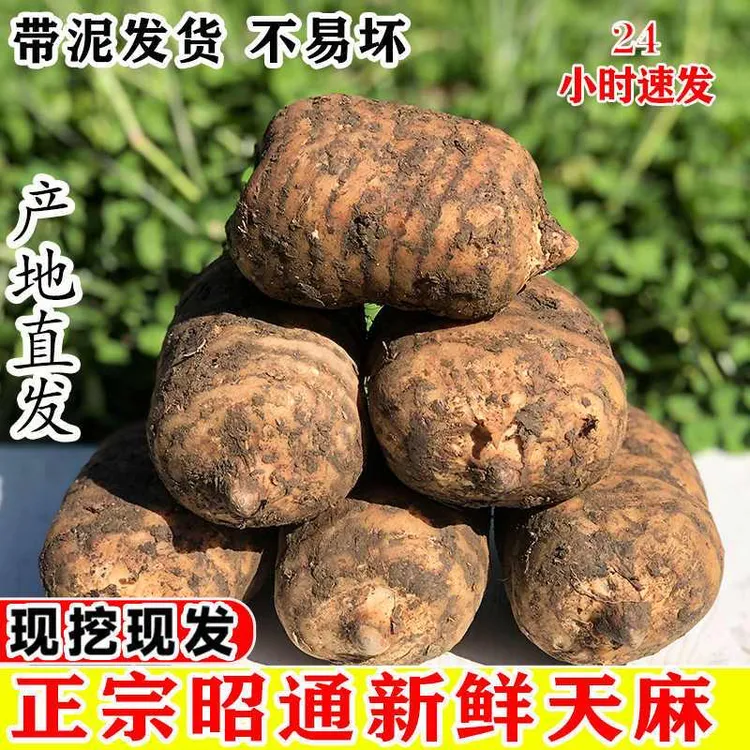 云南特产小草坝天麻仿野生种植昭通天麻全国包邮（边远地区除外）