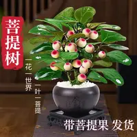 小盼菩提盆栽  带果发货  新疆包邮
