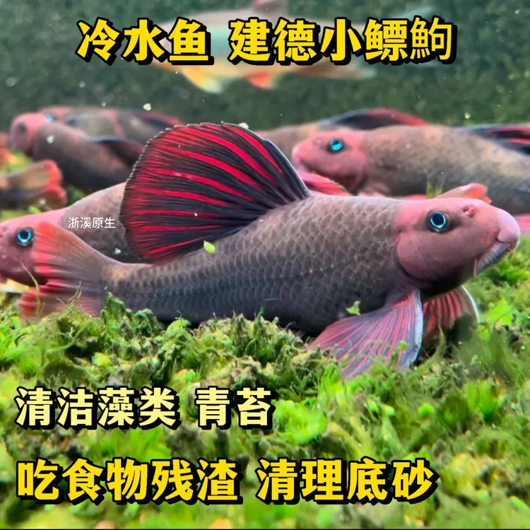 建德小鳔鮈 清洁鱼 冷水原生鱼淡水金苔鼠观赏鱼清道夫除藻工具鱼