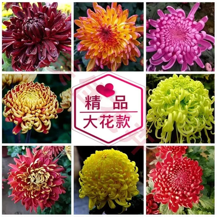 精品菊花  2盆装 品种随机 土球发货