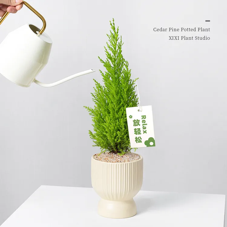 放青松绿植香松盆栽阳台客厅桌面绿植绿清新柠檬香圣诞树花卉