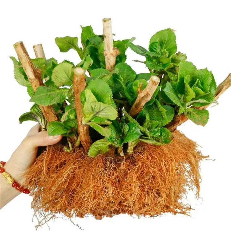 绣球花老桩无尽夏盆栽庭院八仙花好养耐寒花卉四季开花绣球花大苗