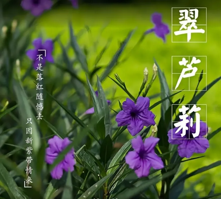 高杆高款紫花翠芦莉盆栽蓝花草多年生宿根耐热花期长四季开花