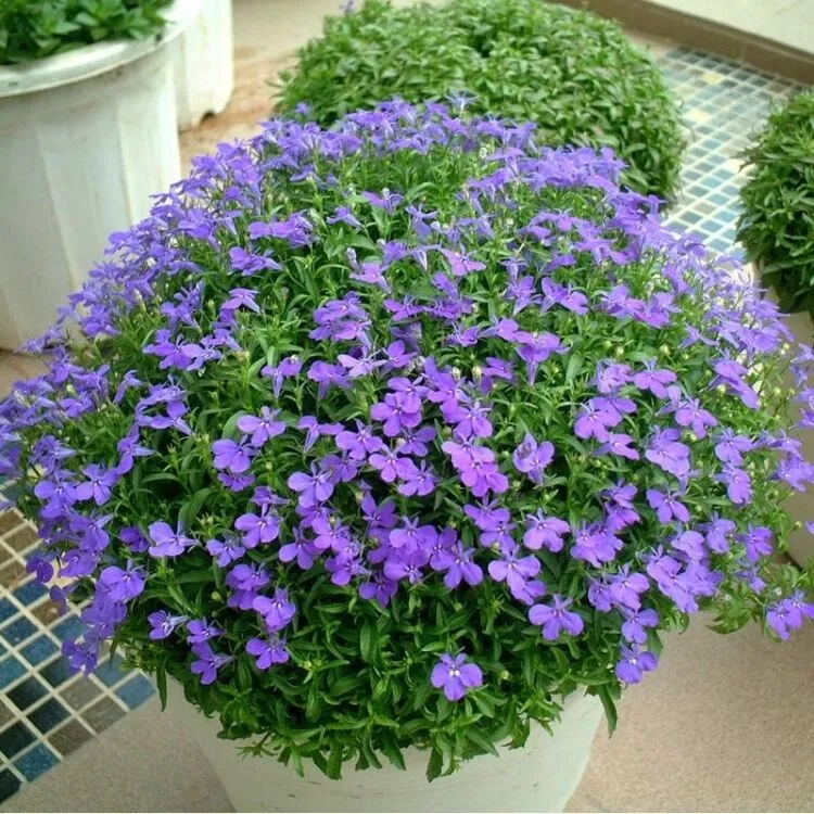 半边莲六倍利盆栽带花苞庭院花园阳台蓝色系草花清新植物菊花