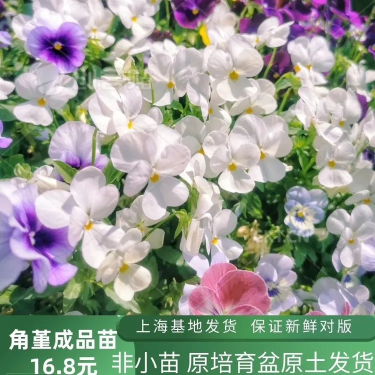 【角堇盆栽】三色堇蝴蝶花花苗花期长耐寒冬季室外爆盆阳台庭院