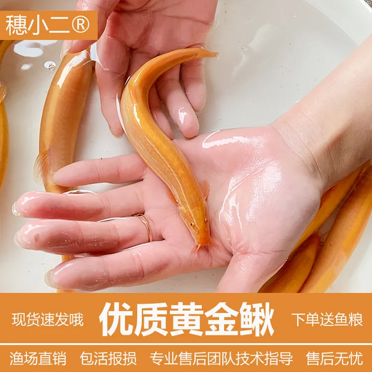 沐豪宠宠【运营推荐】观赏鱼冷水鱼淡水鱼好养耐活的清道夫清洁工具