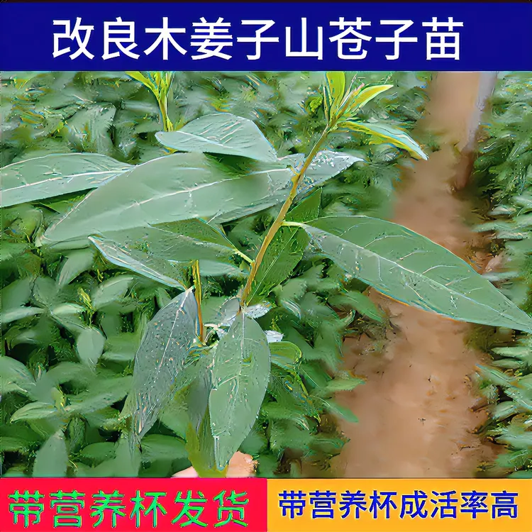 春季苗山胡椒苗山苍子苗营养杯苗润水不易失水种植苗木成活率高