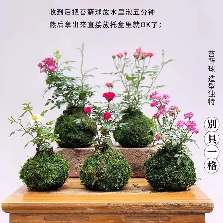 带花苞迷你超微型月季玫瑰四季开花姬月季苔藓球阳台窗台桌面花卉