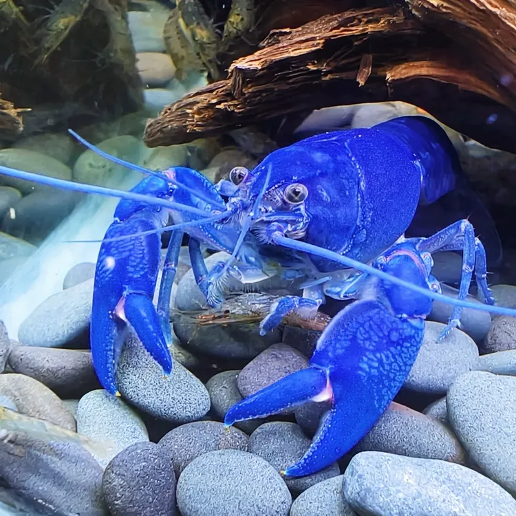 噢水噢观赏虾活体观赏鳌虾大龙虾小龙虾办公室饲养天空蓝魔虾贰