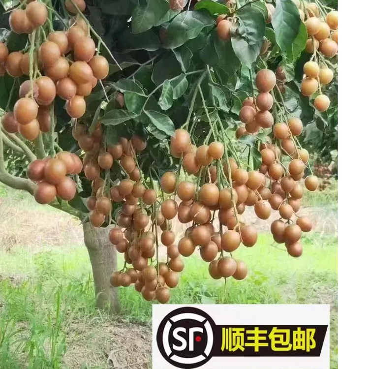 黄皮果苗大鸡心无核嫁接结果甜水果树苗阳台盆栽南方种植庭院地栽