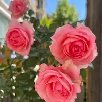 花小将   伊芙新娘 灌木月季 庭院阳台花园种植