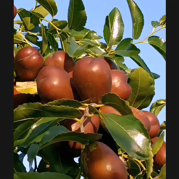 山西太谷壶瓶枣产地鲜枣脆枣5斤装新鲜，皮薄，肉厚，即食，爽口，清甜